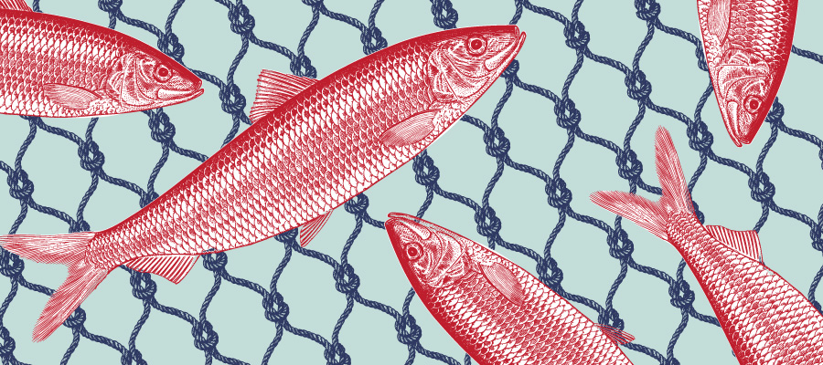 fish caught in a net